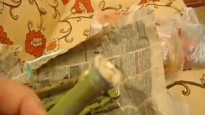 черенкование роз, метод буррито, мой результат