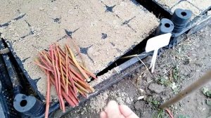 Черенкование голубики одревесневшими черенками (Blueberry cutting)  Часть 1