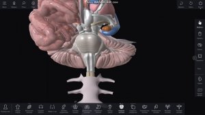ЦНС Ромбовидный мозг и его производные