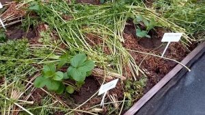 Август 2023 №3 Природное земледелие.