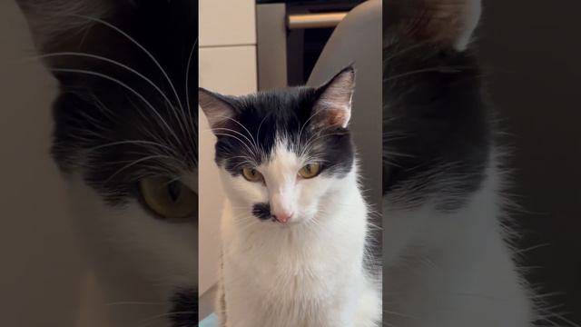 Либо он что-то понимает либо ничего ахахаха третьего не дано