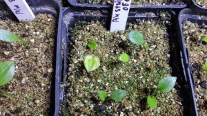 Хоста из семян...2023-2024 сезон открыт...первые результаты...первые эмоции... немного обо всем...