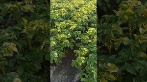 Картошка сорт Белая Росса на капельном поливе