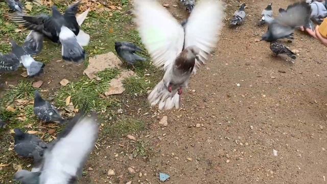 ЛЮБОВЬ И ГОЛУБИ / СЕГОДНЯ БЫЛО ООООЧЕНЬ МНОГО ГОЛУБЕЙ / ОНИ НАМ ПЕЛИ ПЕСНИ смотреть онлайн