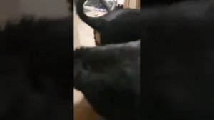 щенки хотошо