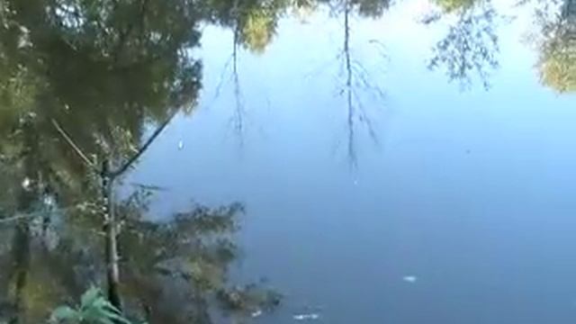 лягушки зажигают смотреть онлайн