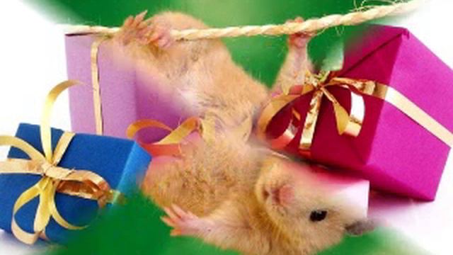 Данила Нечаев.wmv смотреть онлайн