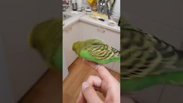 Супер ручной волнистый попугай #parakeet