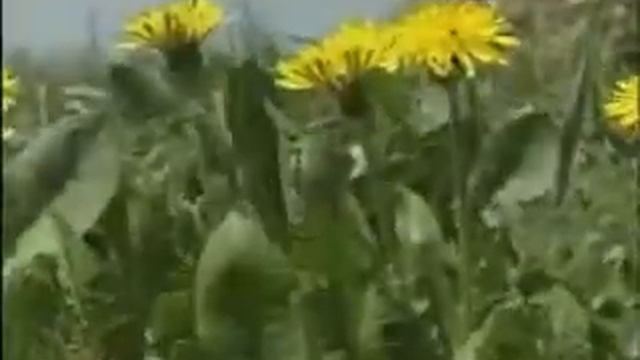 сохранения плодородия почвы при помощи биоудобрений Экочудо 12 05 13 смотреть онлайн