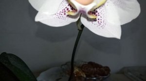 Три красотки в крап. Долгоцветущие орхидеи моей спальни. Описание.