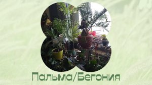 Комнатные растения. Пересадка и перевалка.