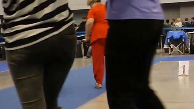 Евразия 2 2015 керн-терьеры щенки ЛЩ смотреть онлайн