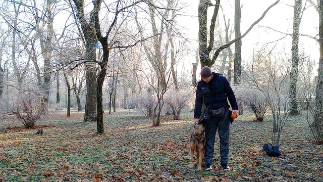 КАК ДРЕССИРОВАТЬ НЕМЕЦКУЮ ОВЧАРКУ | ДРЕССИРОВКА НЕМЕЦКОЙ ОВЧАРКИ|ДРЕССИРОВКА СОБАК| НЕМЕЦКАЯ ОВЧАРК