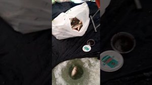 Иркутск, тихий Плес окунь озверел..