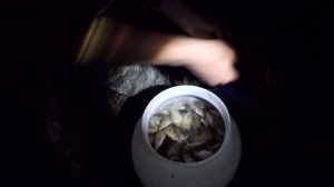 МАЛЁК КАРПА ВЗЯЛ 43КГ/ЗАРЫБЛЕНИЕ/ ДОВЕЗУ?