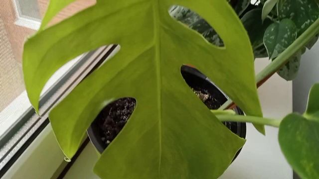 PLANT VLOG 4/Убираю огурцы и помидоры/Вау, жëлтые листья! /ЧТо у меня новенького?/ смотреть онлайн