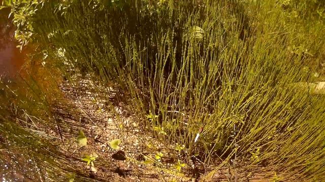 Поднимаемся вверх по течению по речке Стрельне.Ловим щуку на спиннинг.#15 смотреть онлайн