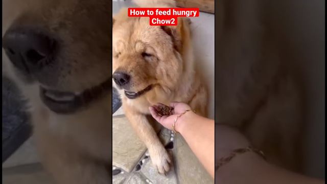 How to feed hungry Chow2