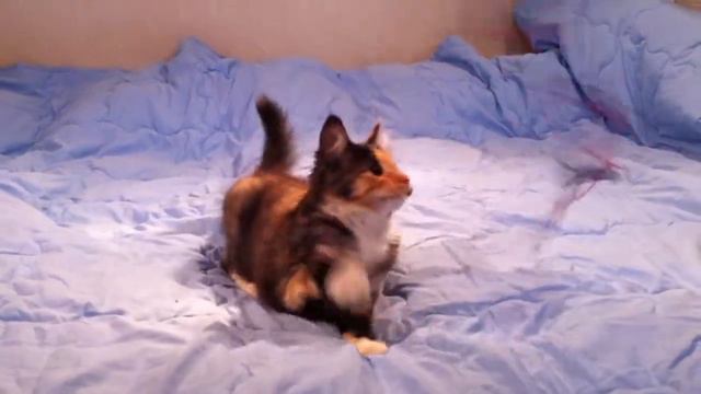 Виола Фурри-Неко.MOV смотреть онлайн