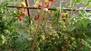 Суперурожайные томаты от компании "Гавриш"