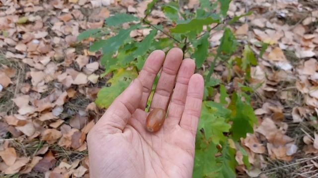 Посадка дуба из желудя смотреть онлайн