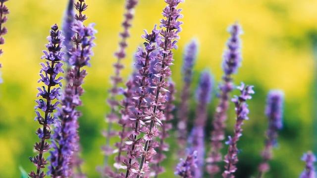 Сказочный шалфей цветёт летом | Футажи красивая природа [FullHD] смотреть онлайн