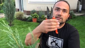 С какого возраста можно формировать хвойные растения