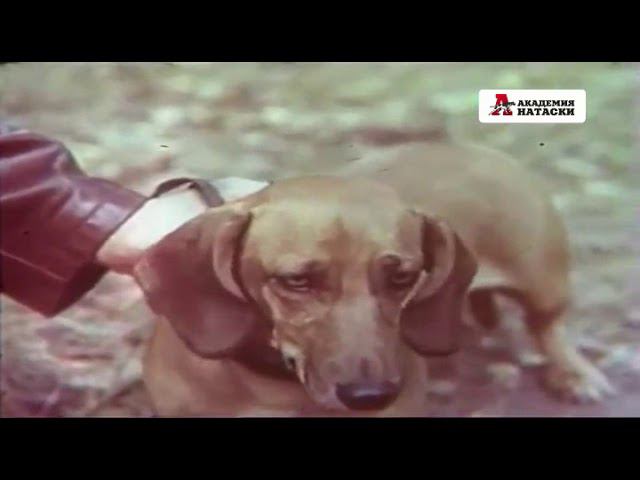 Рассказы об охоте (1980 год) смотреть онлайн