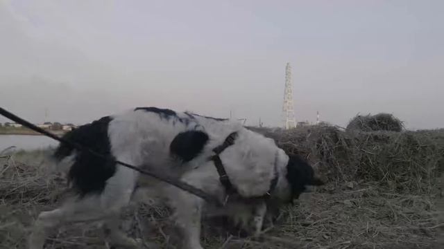 Zhiyun Crane Panasonic Lumix DMC GH4+ 12 35L смотреть онлайн