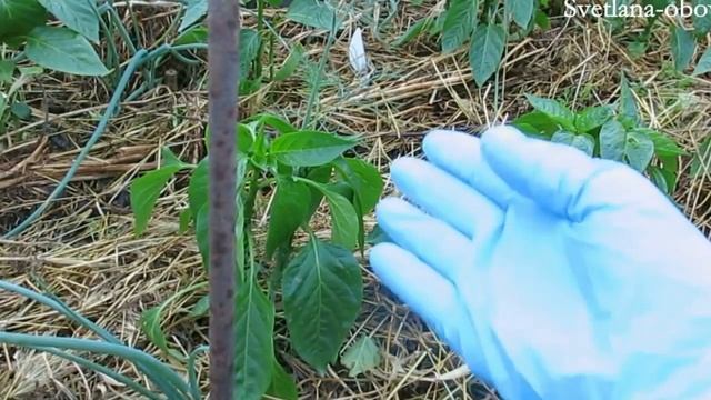 ДРОЖЖИ +ЗЕЛЕНОЕ УДОБРЕНИЕ =СУПЕР УДОБРЕНИЕ для ТОМАТОВ ,ПЕРЦА,БАКЛАЖАН и т.д ЗАЧЕМ МУЛЬЧИРОВАТЬ ? смотреть онлайн