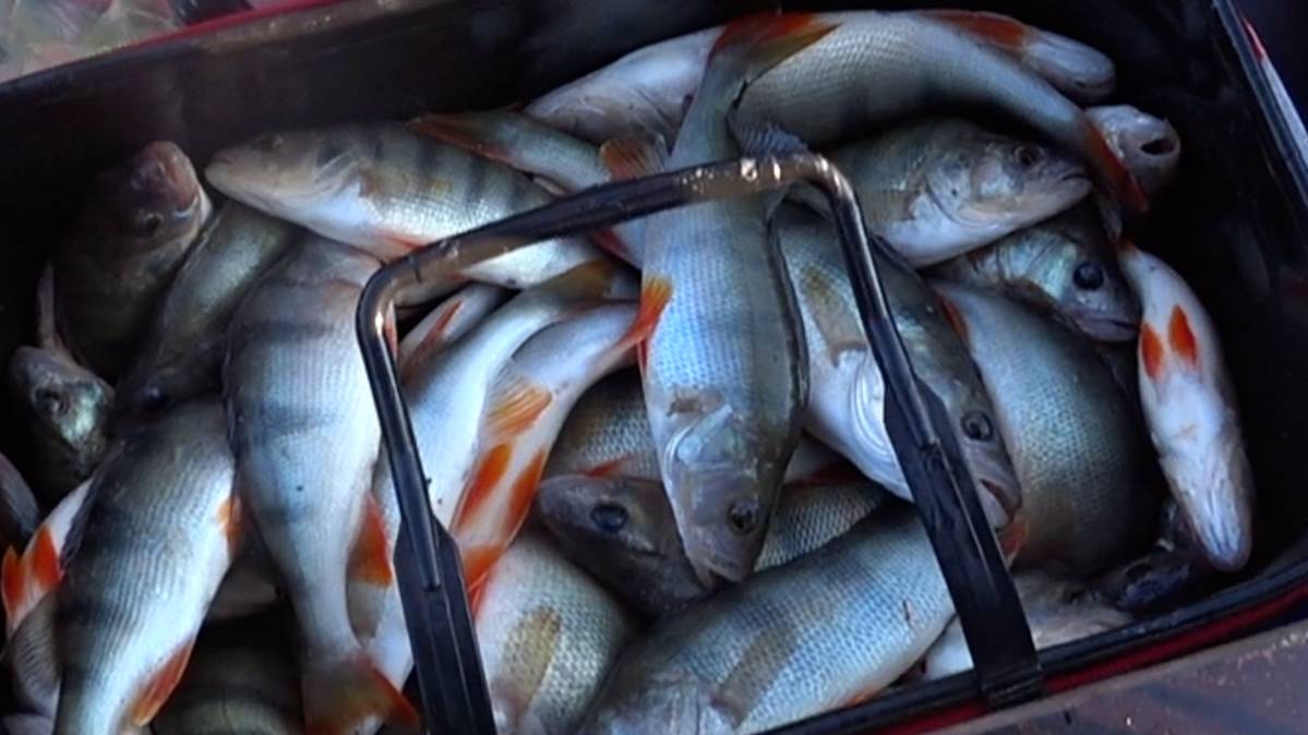 ЭТОТ МОНТАЖ ТВОРИТ ЧУДЕСА! РЫБА СОШЛА С УМА и КЛЮЁТ НЕ УСПЕВАЙ ОПУСКАТЬ! смотреть онлайн