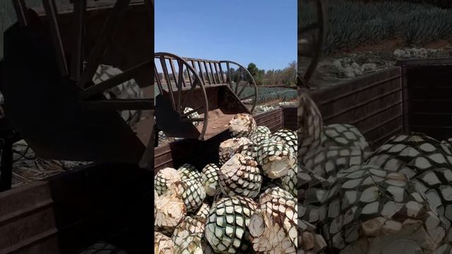 #viral #agave  así es como se carga el agave con tractor ✌🏽