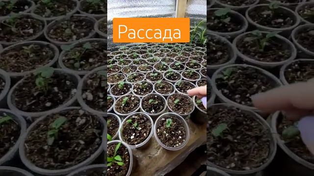 #рассада #первыевсходы #посев #посевная #петуния #катарантус #черенок #порядок