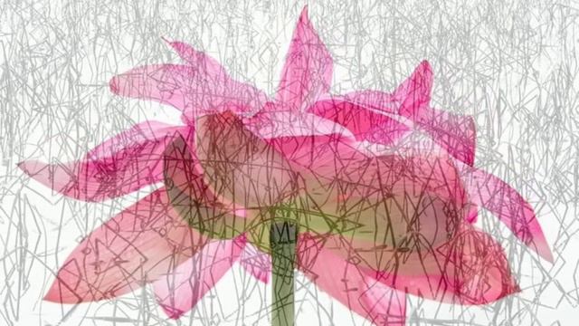 ♬Two Moons + 연꽃 비디오아트 (Lotus flower Video Art) [Healing leaf Cinema 풀꽃처럼 - Lotus Healing(연꽃힐링)] смотреть онлайн