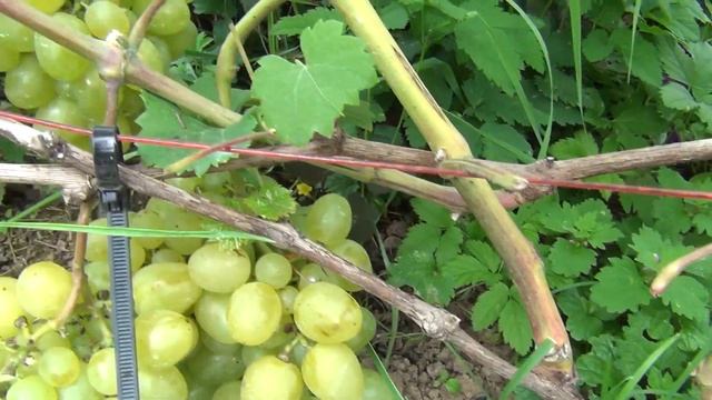 ч 2  СОРТА ВИНОГРАДА созревающие в ПОДМОСКОВЬЕ  2 я серия. Велес, Супер-Экстра, Зарница