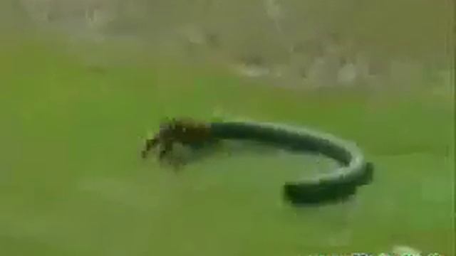 Приколы про животныхСмотреть всем!!!
