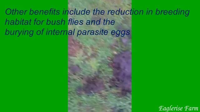 Eaglerise Farm Dung Beetles смотреть онлайн