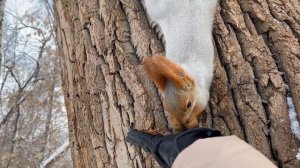 Белки Новосибирска | Squirrels of Novosibirsk