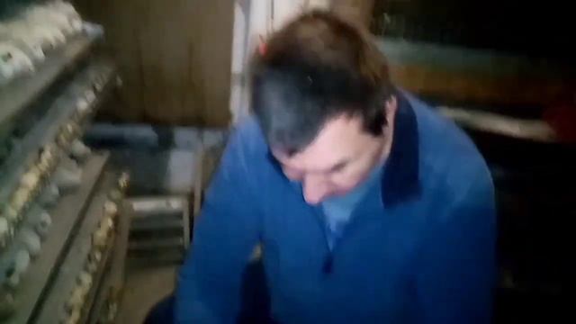 Выгодно ли содержать перепелов. Сколько несут яиц. Сколько съели корма. смотреть онлайн