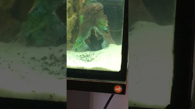 Цихлазома Седжика (копун)? смотреть онлайн