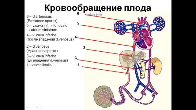 Кровообращение плода 311012 Pptx