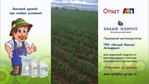 БЖ Антифриз в Монголии на посевах яровой пшеницы 2019 г.