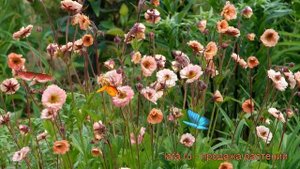 Гравилат чилийский Май Тай (geum chiloense mai tai) ? обзор: как сажать, саженцы гравилата Май Тай