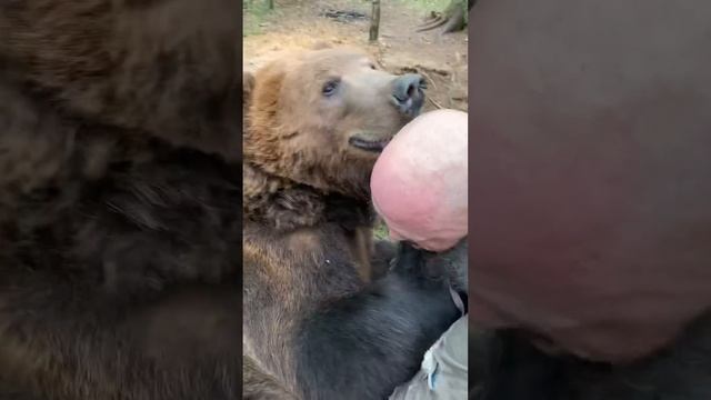 Борьба с медведем смотреть онлайн