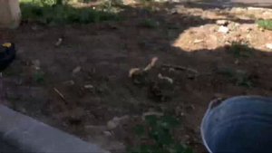 Промываем радиатор от грязи с нутри на камазе