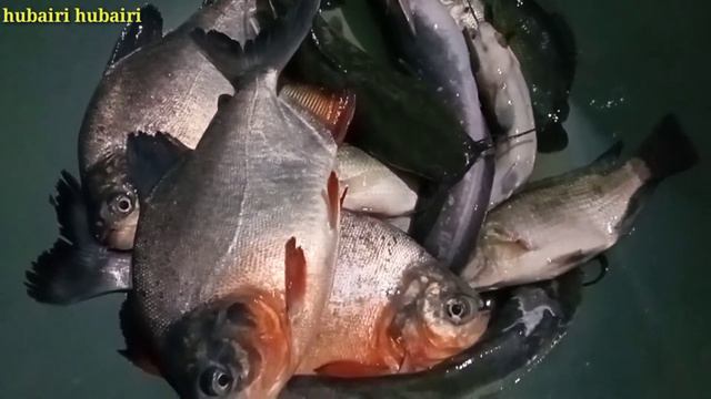 Hasil Mancing harian. ✈️ @HubairiHubairi смотреть онлайн