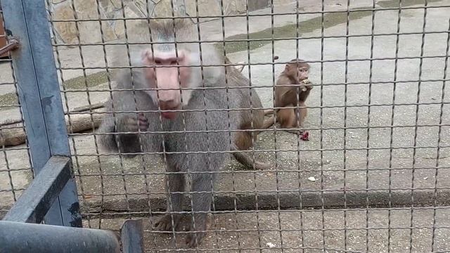 степашка гамадрил тайган последние новости сегодня