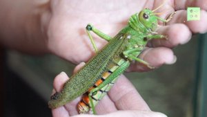 Гигантская саранча из Центральной Америки