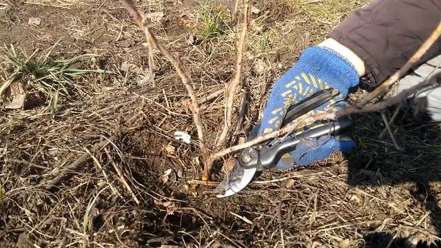 Обрезка ремонтантной малины смотреть онлайн