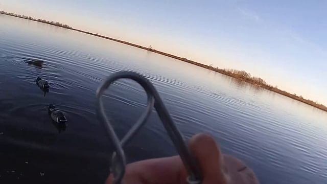 УТИНЫЕ ЧУЧЕЛА АКТИВНО КОРМЯЩИЕСЯ.